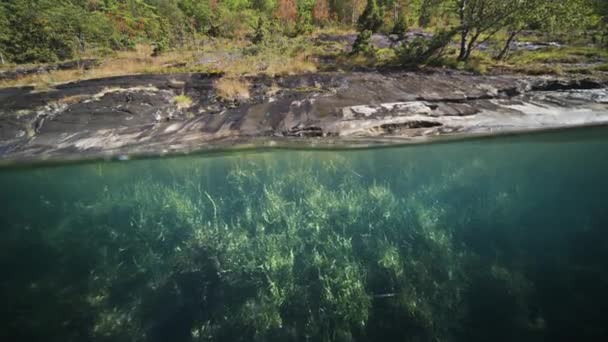 Výstřel Fjordu Pod Zemí Plevel Řasa Mírně Houpají Nad Skalnatým — Stock video