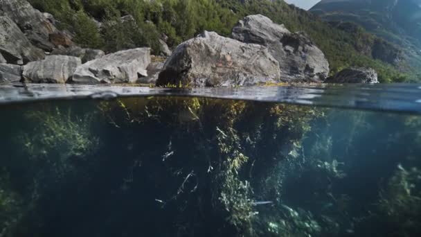 对峡湾的过低的一击 杂草和海藻在水里轻轻摇曳着 树覆盖着上面的灰色岩石 高质量的4K镜头 — 图库视频影像