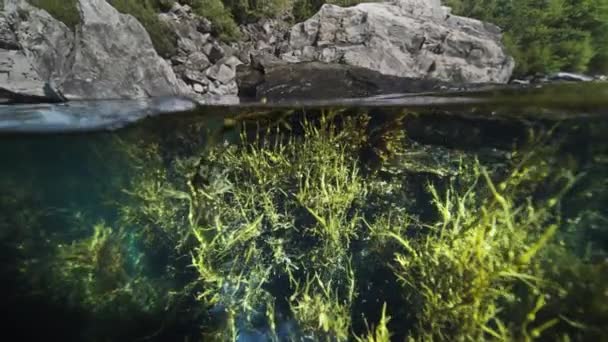 フィヨルドのオーバーアンダーシュート 雑草や昆布が水に優しく揺れる 高品質4K映像 — ストック動画