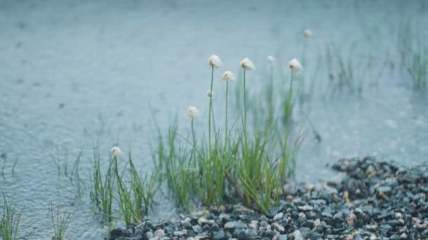雨の中で水の端に綿草の茂み 高品質4K映像 — ストック動画