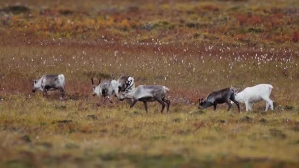 Sekelompok Rusa Merumput Tundra Musim Gugur Lambat Gerak Pan Ikuti — Stok Video