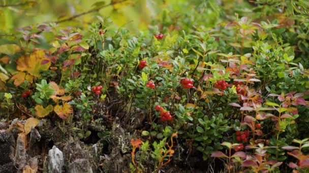 Ground Level Shot Ripe Red Cranberries Bush Colorful Undergrowth Autumn — Stock Video