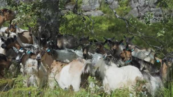 緑の牧草地の木の下にヤギの放牧の群れ スローモーション パン右 高品質4K映像 — ストック動画