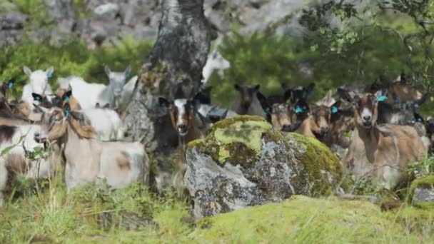 緑の牧草地の木の下にヤギの放牧の群れ スローモーション パン右 高品質4K映像 — ストック動画