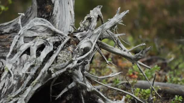 Berputar Dan Menggertak Akar Pohon Mati Lambat Gerak Pan Kanan — Stok Video