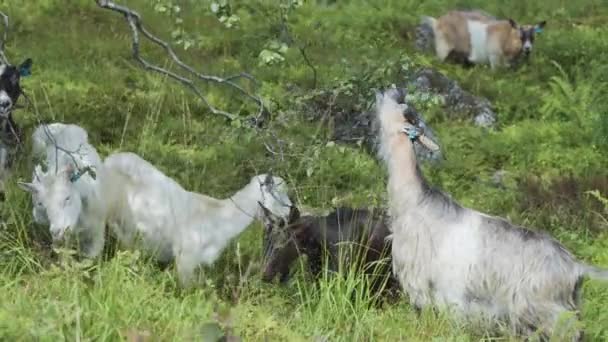 Eine Ziegenherde Weidet Auf Der Wiese Und Frisst Blätter Und — Stockvideo