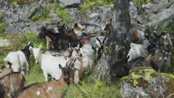 一群山羊在石质的牧场上爬行 慢动作 向右转 — 图库视频影像