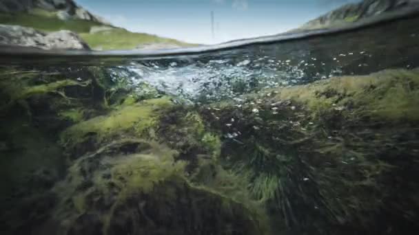 Nad Pod Záběr Řeky Plevel Zakrývá Kameny Dně Bubliny Vyplouvají — Stock video