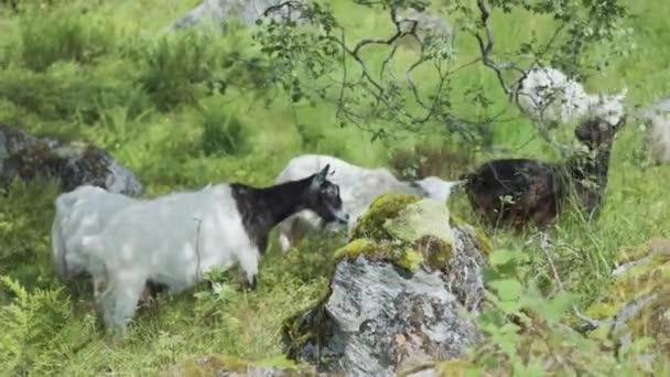 一群山羊在岩石牧场上吃草 慢动作 向右转 — 图库视频影像
