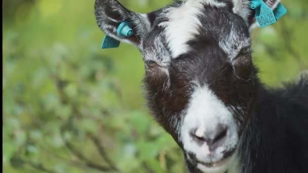 Retrato Cabra Negra Blanca Sobre Fondo Verde Imágenes Alta Calidad — Vídeos de Stock