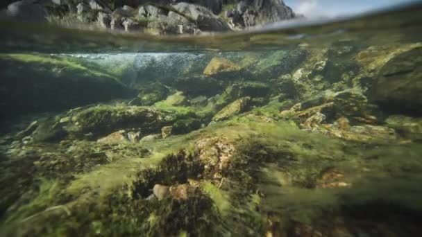 Переполненный Выстрел Реки Гор Сорняки Покрывают Камни Внизу Высококачественные Кадры — стоковое видео