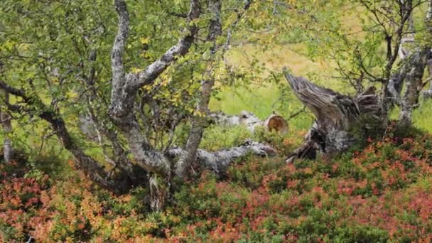 Крупный План Красочного Подлеска Осенней Тундре Пни Скрученных Деревьев Скрученные — стоковое видео