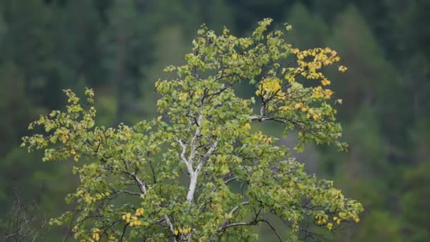 Een Jonge Berkenboom Met Groene Gele Bladeren Wazige Achtergrond Hoogwaardige — Stockvideo