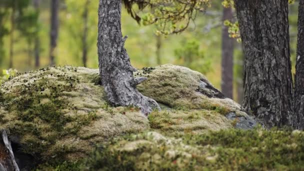 地面拍摄的苔藓覆盖的森林地面 模糊的背景 慢动作 高质量的4K镜头 — 图库视频影像