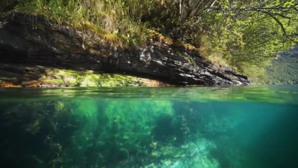 Shot Fjord Weeds Kelp Sway Gently Transparent Water Trees Rocky — Stock Video