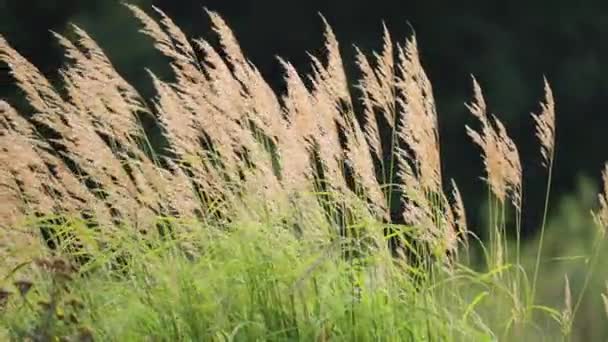 緑豊かな牧草地でふわふわの草のクローズアップショット スローモーション パンフォロー ぼやけた前景 高品質4K映像 — ストック動画