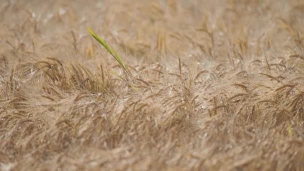 Крупный План Спелого Пшеничного Поля Медленное Движение Поворот Направо Высококачественные — стоковое видео