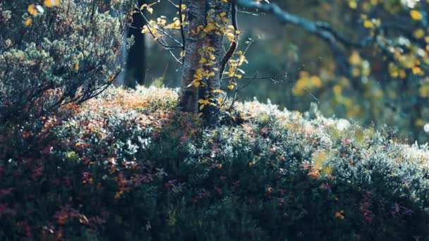 Una Foresta Colorata Sottobosco Primo Piano Sfocato Rallentatore Sinistra Filmati — Video Stock