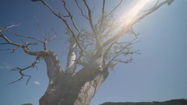 Close Shot Branches Thousand Year Old Oak Tree Slow Motion — Vídeo de Stock