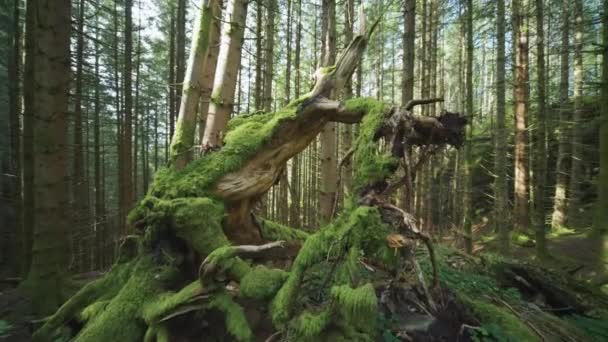 Зачарованный Лес Покрытый Мохом Медленное Движение Наклон Вперед Высококачественные Кадры — стоковое видео