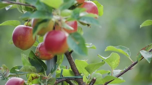 Detailní Záběr Zralých Červených Jablek Větvi Pomalý Pohyb Posun Ním — Stock video