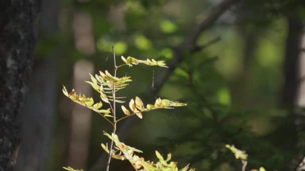 Zdjęcie Bliska Cienkiej Gałęzi Drzewa Rozmytym Tle Zwolnij Prawo Wysokiej — Wideo stockowe
