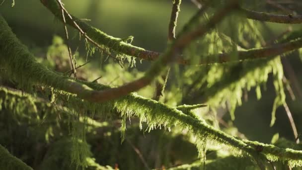 Egy Közeli Kép Halott Faágakon Lógó Moháról Kiváló Minőségű Felvételek — Stock videók