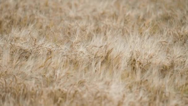 熟した小麦のフィールドのクローズアップショット スローモーション パン右 高品質4K映像 — ストック動画