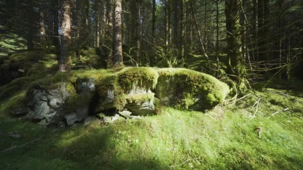 一张覆盖着苔藓的森林地面的特写照片 背景模糊不清 慢动作 向左转 高质量的4K镜头 — 图库视频影像
