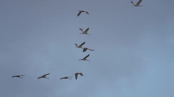 Kasvetli Sonbahar Gökyüzünde Küçük Bir Kaz Sürüsü Göçmen Kuşlar Yavaş — Stok video