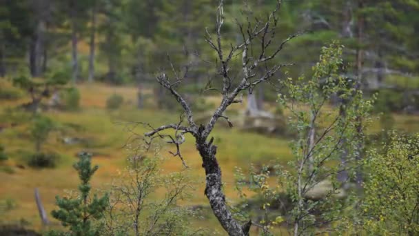 秋のツンドラの風景 ねじれて細長い白樺の木の幹 背景に松やトウヒ 高品質4K映像 — ストック動画