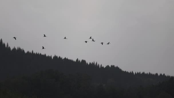 Een Kudde Wilde Ganzen Bleke Herfstlucht Migrerende Vogels Slow Motion — Stockvideo