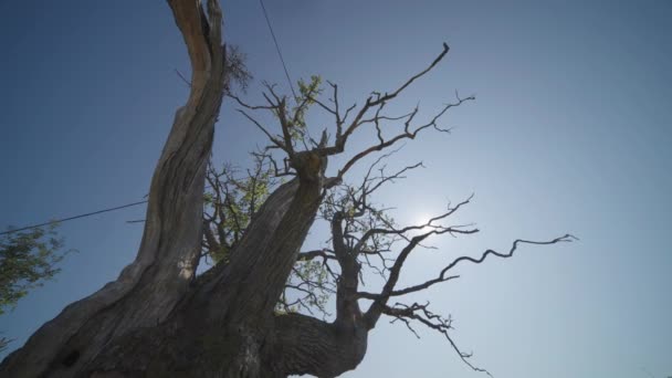 Close Shot Branches Thousand Year Old Oak Tree Slow Motion — Stok video