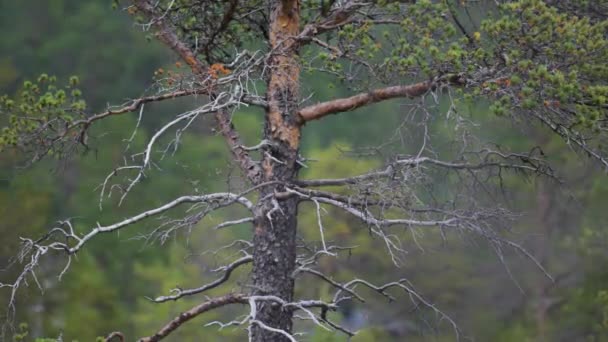 Een Close Van Oude Dennenboom Langzame Beweging Pan Naar Links — Stockvideo
