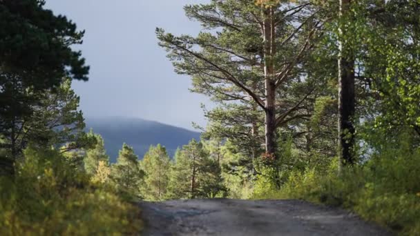 Στενός Χωματόδρομος Στο Δάσος Αργή Κίνηση Προχώρα Μπροστά Υψηλής Ποιότητας — Αρχείο Βίντεο