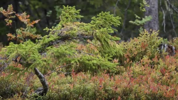 秋天冻土带里的五彩缤纷的灌木丛 一个扭曲的松树在前景 慢动作 向右转 高质量的4K镜头 — 图库视频影像