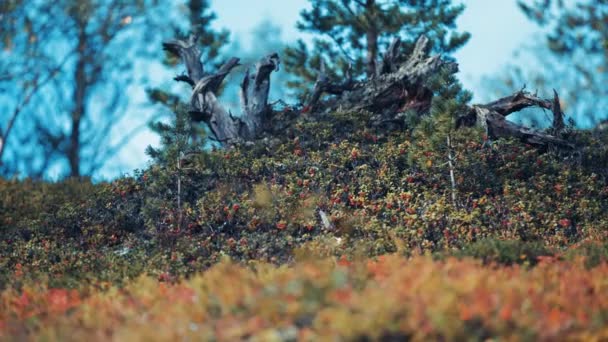 Tiro Nível Solo Subcrescimento Colorido Galhos Árvores Mortas Tundra Outono — Vídeo de Stock