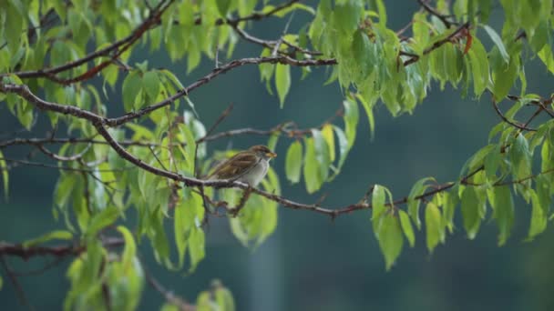 Close Shot Sparrows Lush Green Cherry Tree Branches — Stock Video