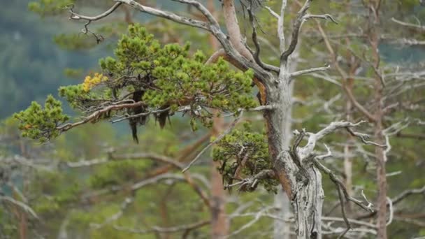 Verdorde Gedraaide Dennenboom Met Een Levende Tak Hoge Kwaliteit Beeldmateriaal — Stockvideo