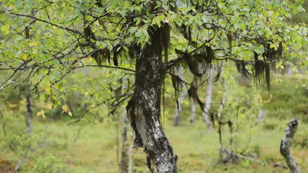 Detailní Záběr Strom Pokrytý Černým Španělským Mechem Zpomal Vpravo Vysoce — Stock video