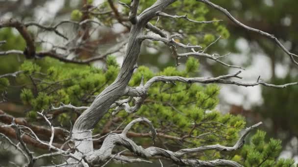 Withered Dry Twisted Pine Living Branch Blurry Background Slow Motion — Stock Video
