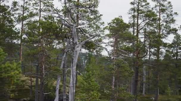 Verdorde Levende Dennenbomen Het Noordelijke Bos Slow Motion Baan Neergeschoten — Stockvideo