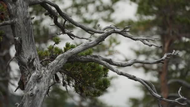 枯萎扭曲的松树 有一条活枝 高质量的4K镜头 — 图库视频影像