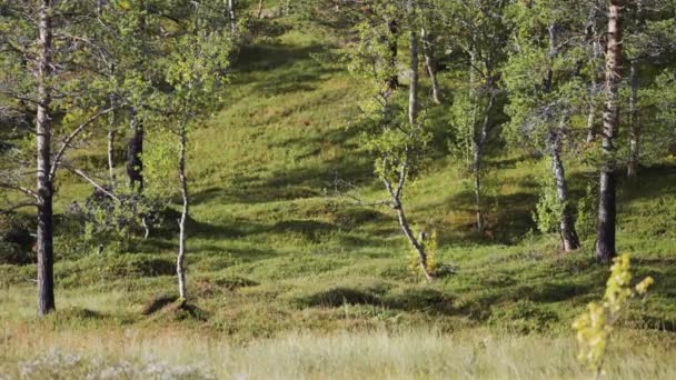 Ένα Μικτό Δάσος Στον Πράσινο Λόφο Υψηλής Ποιότητας Πλάνα — Αρχείο Βίντεο