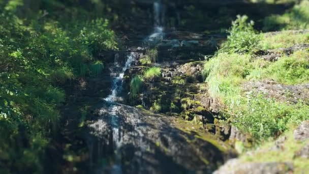 纳鲁伊峡湾森林覆盖的 绿色的陡峭悬崖上 一条小河蜿蜒流过 慢动作 高质量的4K镜头 — 图库视频影像