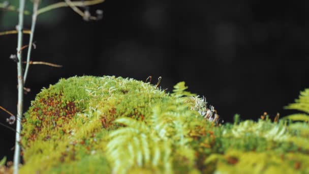 一张覆盖着苔藓的森林地面倾斜移位的照片 背景是暗模糊的 慢动作 向右转 高质量的4K镜头 — 图库视频影像