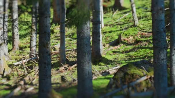 在那迷人的阳光普照的森林里 一张布满苔藓的树的倾斜移位照片 慢动作 高质量的4K镜头 — 图库视频影像