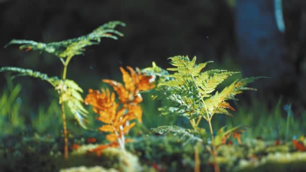 Close Shot Withering Ferns Dense Forest Undergrowth Blurry Background Slow — Stock Video