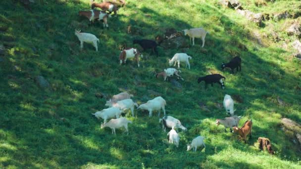 Herd Goats Grazing Shores Naeroy Fjord Slow Motion Pan Follow — Stock Video