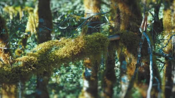 Lovitură Înclinare Mușchiului Agățat Ramurile Copacilor Morți Slow Motion Imagini — Videoclip de stoc